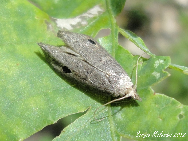 Identificazione - Paralipsa gularis, Pyralidae